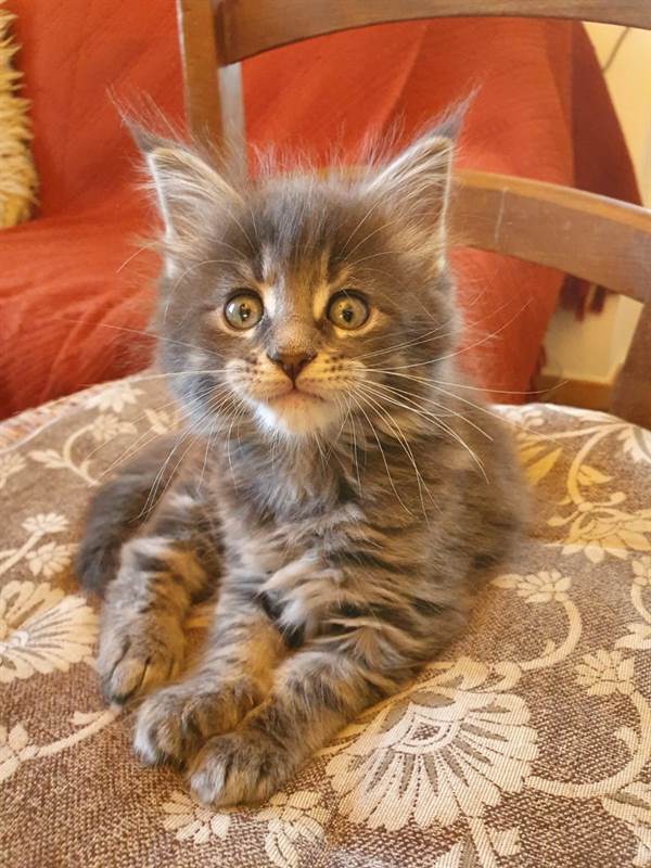 Bellissimi Cuccioli Di Razza Maine Coon Taglia Grande Gubbio