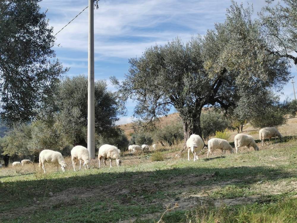 Gregge di Pecore Sarde Gravide - Animali da Cortile a Catanzaro