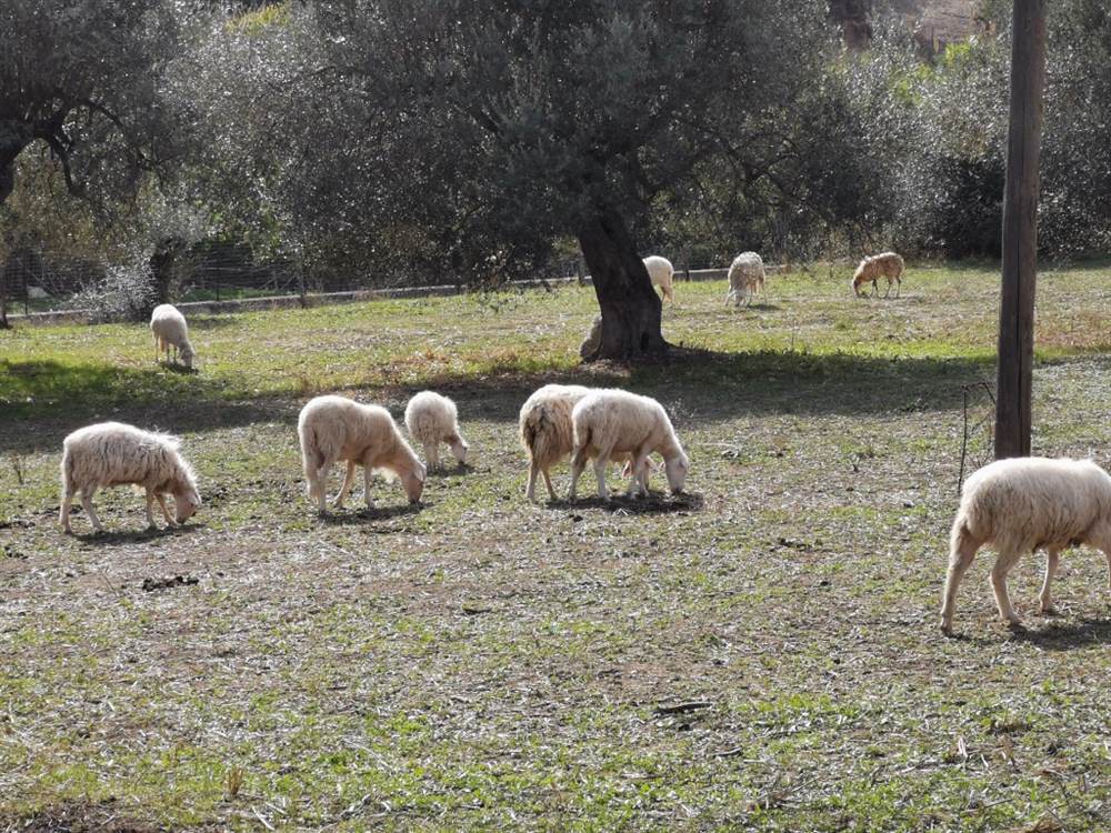 Gregge di Pecore Sarde Gravide - Animali da Cortile a Catanzaro