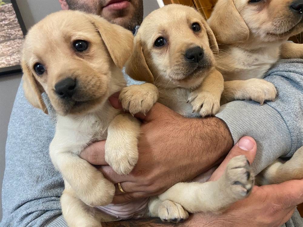 Cuccioli Razza Labrador retriever con Pedigree ENCI - Palermo